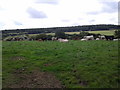 Cows in a field