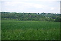 Wheat field near Great Cansiron Farm