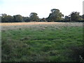 Field by Brockhamhurst Road, Blackbrook