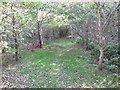 Path in Ham Wood, Thame