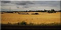 Farmland, Great Wymondley