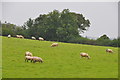 Mid Devon : Grassy Field & Sheep