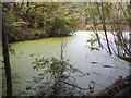 Pond by Dollis Brook, Finchley