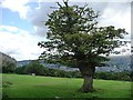 Oak tree south of Slates Lane, above Ilkley