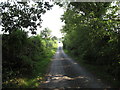 View along the tree-lined Kiltybane Road south of the Anamar Primary School