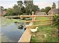 Pond, East Quantoxhead