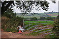 Mid Devon : Grassy Field & Gate