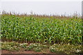 Mid Devon : Crop Field