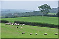 Mid Devon : Grassy Field & Sheep