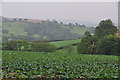 Mid Devon : Grassy Field