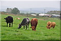 SS9002 : Mid Devon : Grassy Field & Cattle by Lewis Clarke