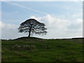 SK0755 : Solitary tree on Grindon Moor by Graham Hogg