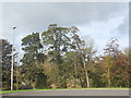 Elm trees, Papermill Drive, Tillydrone