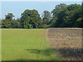 Field near The Sheepleas