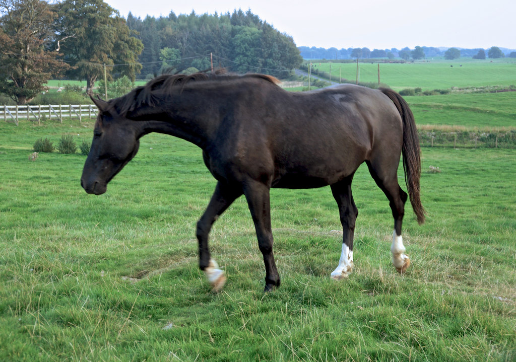 Galloway Horses 5 © Anthony O'Neil cc-by-sa/2.0 :: Geograph Britain and ...