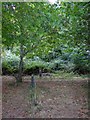 Footpath through the woods on Drake