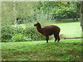 Alpaca seen from the Tunbridge Wells Circular Walk