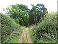 Track into the woods near the Mains Farm