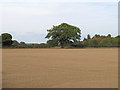 Tilled land, Boxted