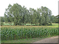 Trees behind the sweetcorn, Boxted