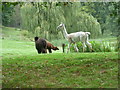 Alpacas next to the Tunbridge Wells Circular Walk