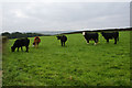 Cows above Holmfirth