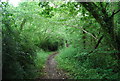 Footpath through the woods