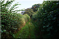 Elwick Lane towards Thorpe Green Lane