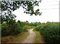 Bridleway passes under power lines on Yately Common