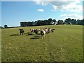 TQ4348 : Cows! by Barry Hunter