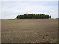 Plantation near Wolds Farm