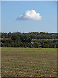TL4854 : One cloud over The Beechwoods by John Sutton