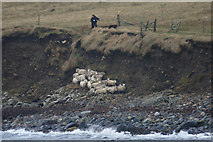 HP5605 : Caaing sheep at Westing beach by Mike Pennington