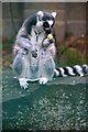 Ring-tailed Lemur (Lemur catta) in Camperdown Park