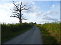 Dead tree alongside Lower Street