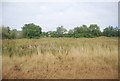 Rough grazing by the railway line