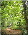 Cycle path, Ashton Court estate