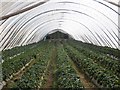 Strawberry crop