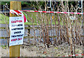 Japanese knotweed eradication, Dundonald (October 2014)