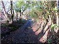 Llwybr Primrose Path