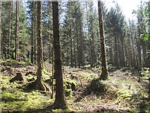 NM9642 : Forest near Barcaldine by Richard Webb