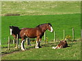 Heavy horses and foal