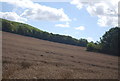 Wheat on the slopes of the North Downs