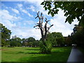 Dead tree in Hanger Hill Park