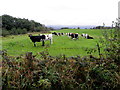 Cows, Tullagherin