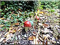 Amanita muscaria