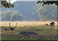 Fallow Deer at Bradgate Park