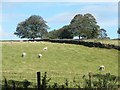 Sheep grazing between Weston and East Wood