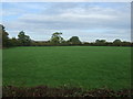 Grazing, Runshaw Moor