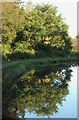 Tree with reflection - Chesterfield Canal